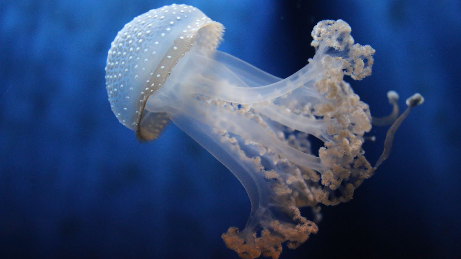 acquario di Genova