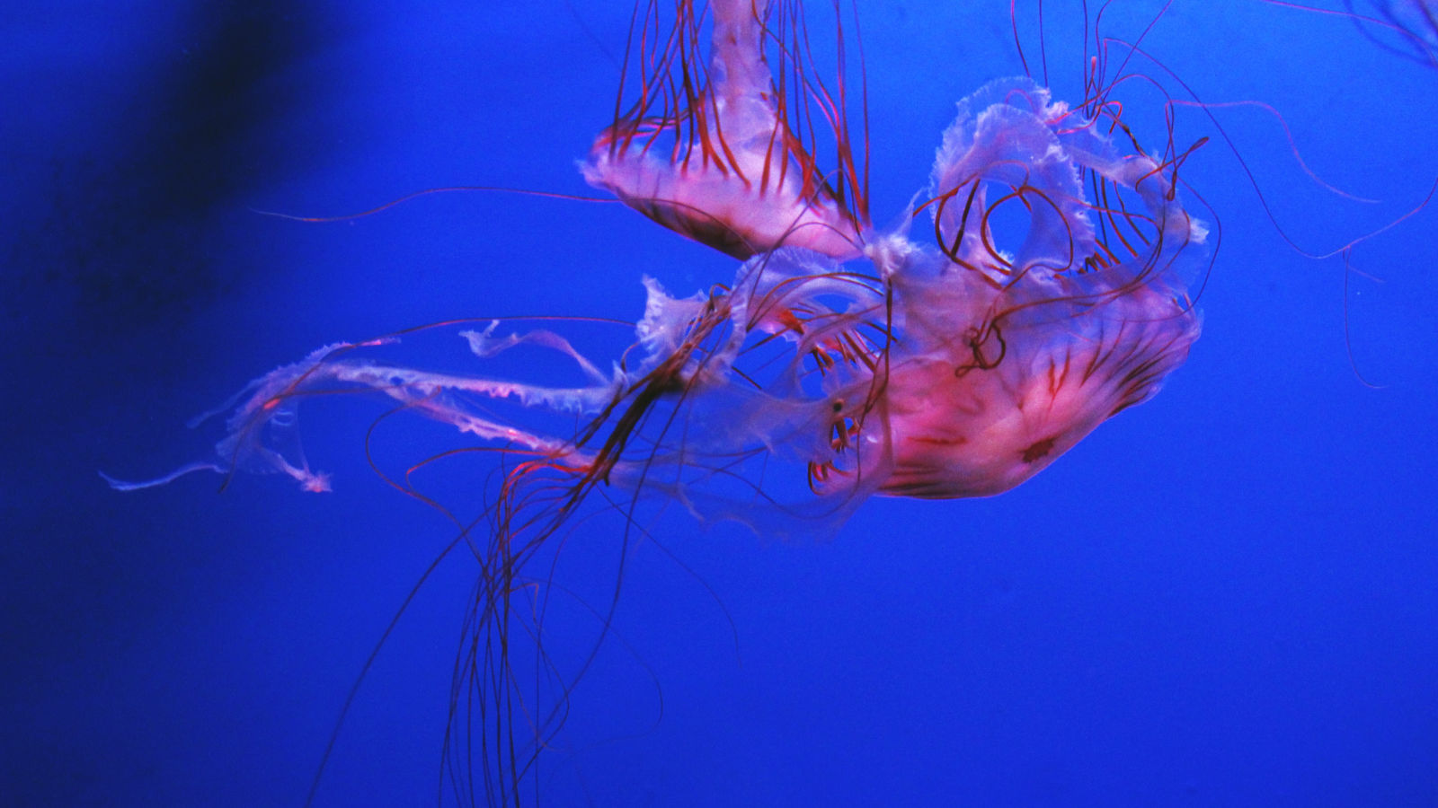 acquario di Genova