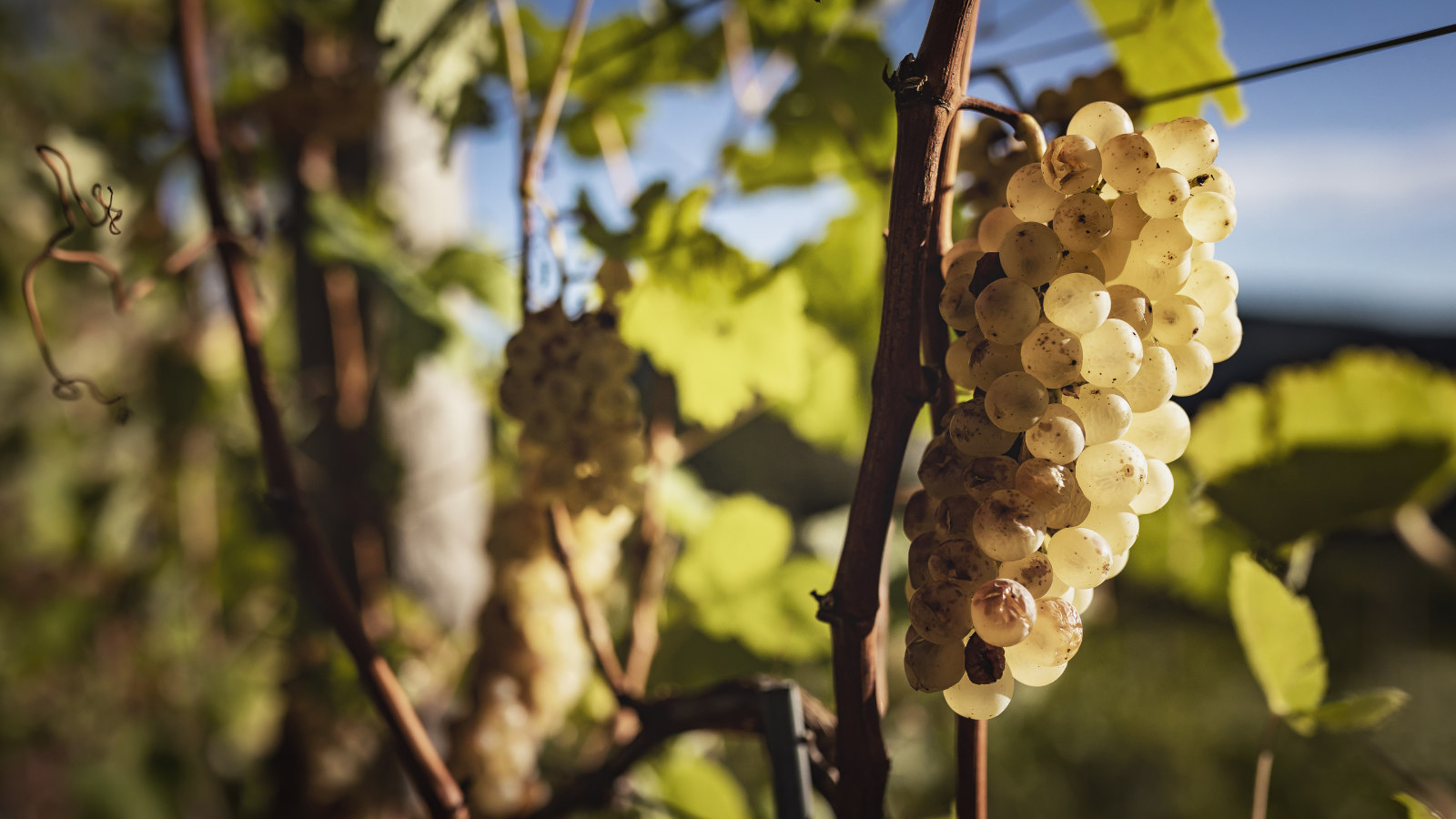 territorio vinosancio02