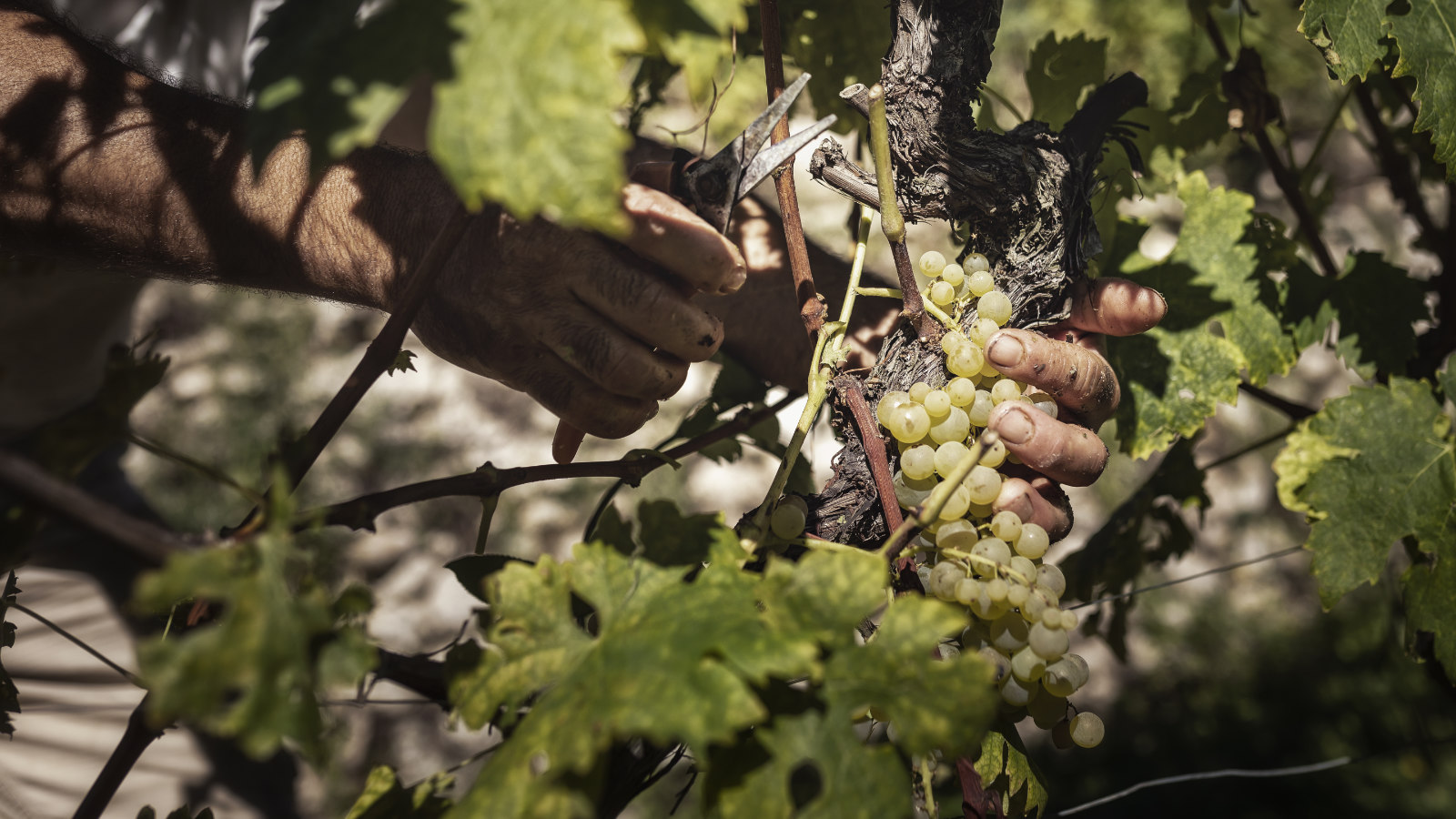 prodotti tipici liguri - vino sancio