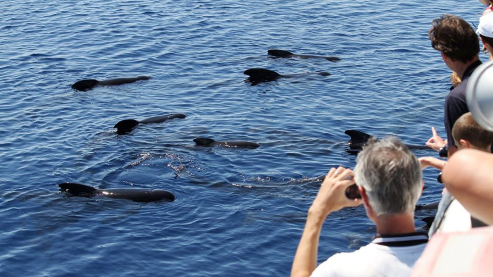 Whale Watching - Santuario dei Cetacei