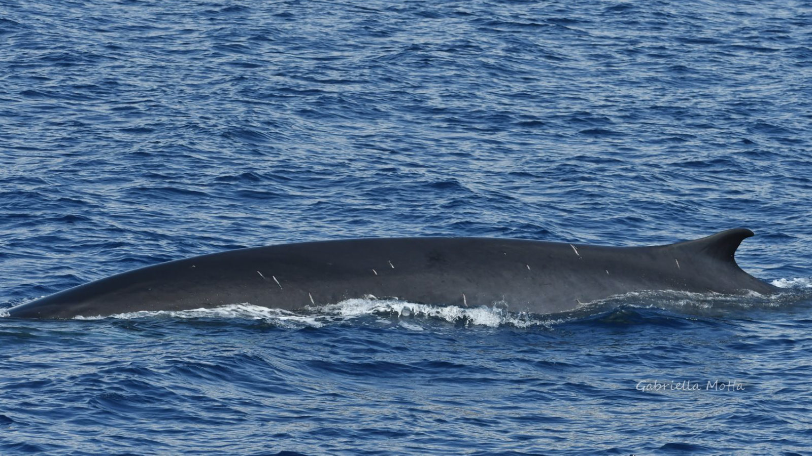 Whale Watching - Santuario dei Cetacei